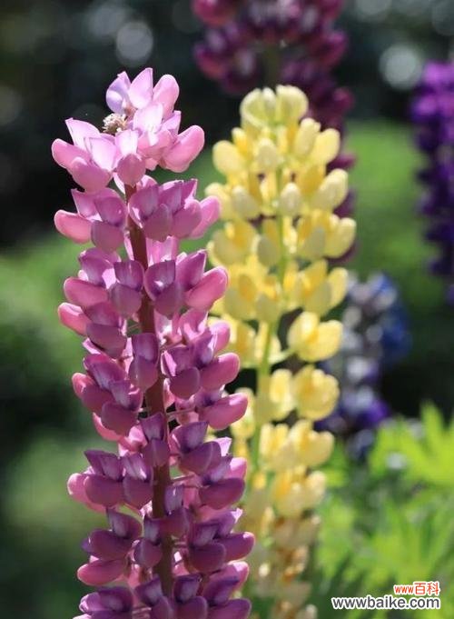 揭秘鲁冰花的意义与涵义 鲁冰花的花语与象征意义