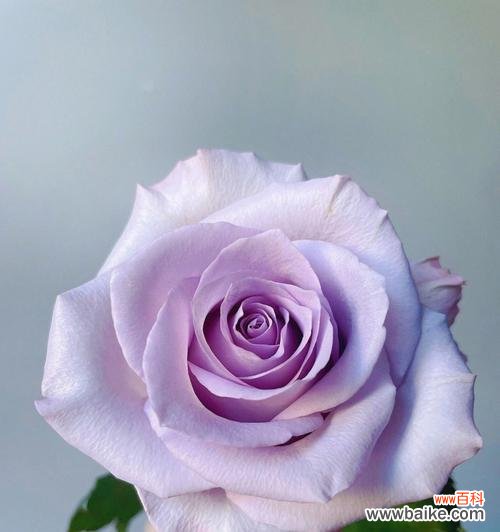 紫色玫瑰代表着什么?玫瑰花语详解 解读紫色玫瑰花语