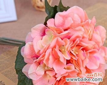 探秘绣球花的花语意义，感受爱情的甜蜜之美 粉红色绣球花语