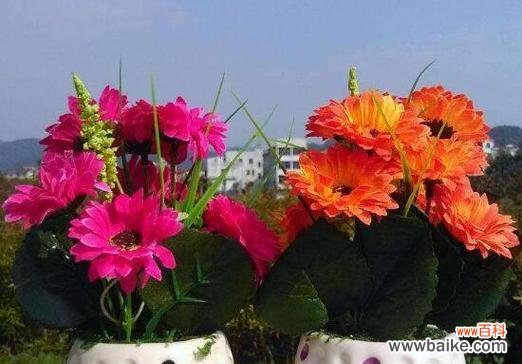 富贵荣华 以牡丹花的花语为主题的文章