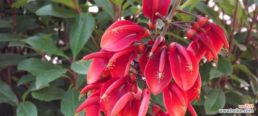 寓意富贵发财的菊花花语及其象征意义 花语富贵发财——以菊花为例