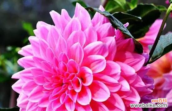 向日葵——传递感恩的美丽和阳光 感恩之花——以向日葵为象征的感恩之意