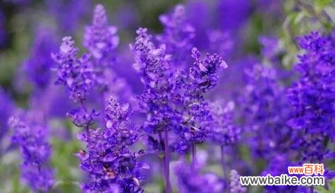 传递感激之情 感谢的花语