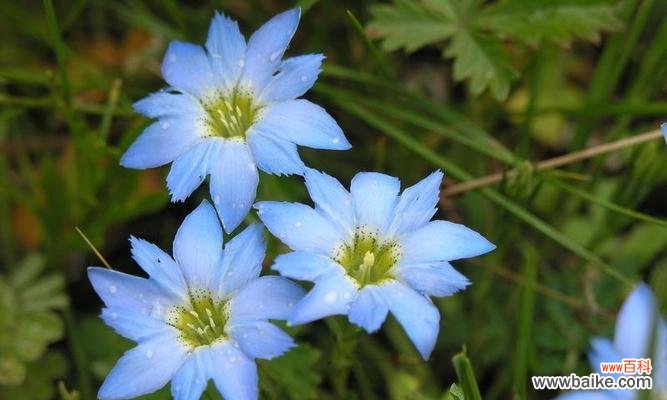 深入揭秘紫罗兰花语 高贵神秘