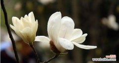 探寻孤傲花的内心世界 孤傲之花