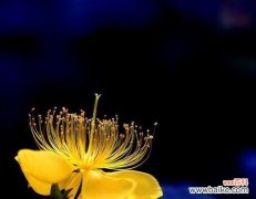 孤独之花的花语及象征意义 孤独之花