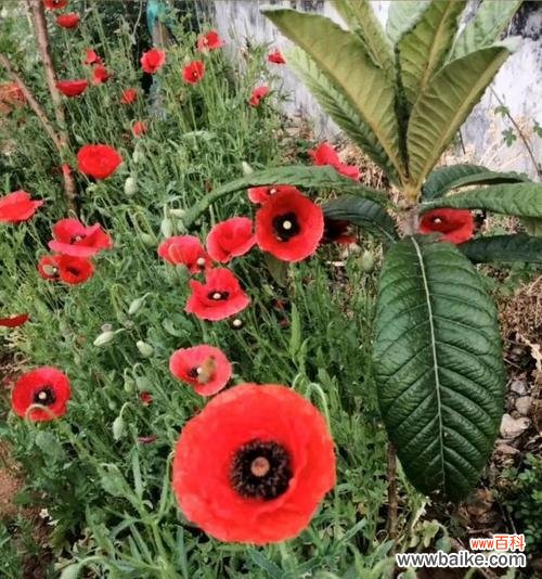 探寻孤独迷茫背后的花语之谜 孤独迷茫——寂寞花海的心声