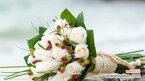 十九枝白玫瑰的含义是什么？读法是怎样的？