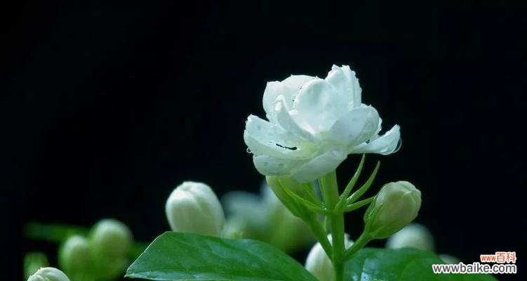 适合送给哪些人? 送茉莉花的花语与寓意