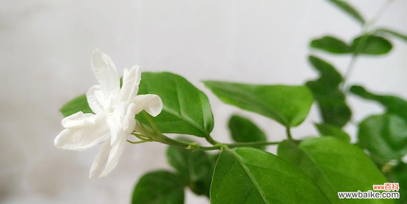 适合送给哪些人? 送茉莉花的花语与寓意