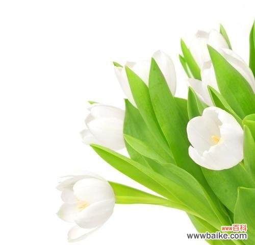 探寻白色郁金香花语的世界意义 白色郁金香花语——纯洁无暇