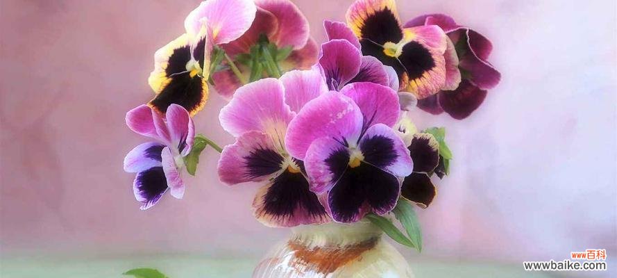 探寻黄色紫罗兰的花语与意义，领略自然的美好 黄色紫罗兰，那份纯朴的美丽