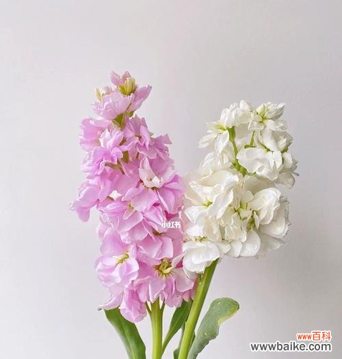 探寻黄色紫罗兰的花语与意义，领略自然的美好 黄色紫罗兰，那份纯朴的美丽