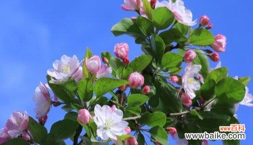 寓意深远的西府海棠花 西府海棠花语揭秘