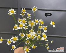 小雏菊花语大全，带你领略这朵清新的花的世界 小雏菊图片及花语大全——了解这朵花的故事