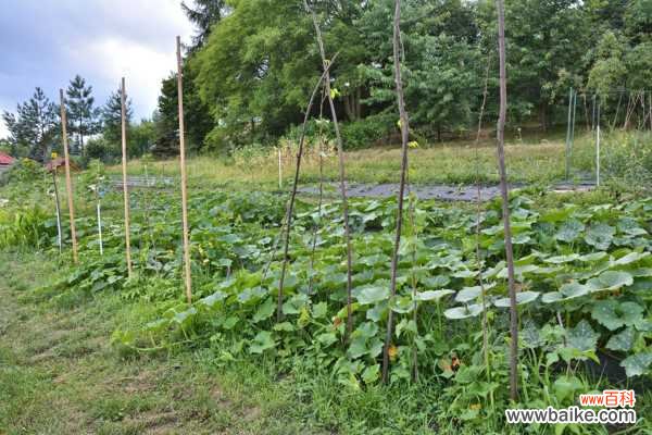 南瓜怎么做好吃，孕妇能吃南瓜吗