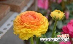 迎春花的花语与意义解读 以迎春花为主题的花语与欢迎之意