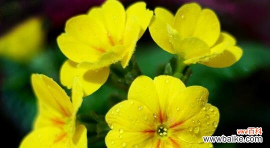 向日葵的花语及象征意义解析 归来的花语——以向日葵为主题的文章