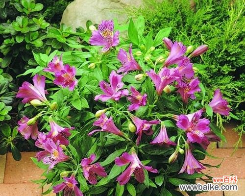 传递真挚情谊的花朵语言 闺蜜友谊的花语——以玫瑰花为例