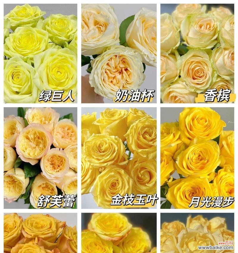 九支黄色玫瑰的寓意是什么？