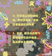 如何用50字简单开头写关于菊花的优美句子？