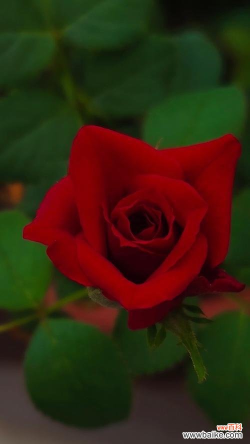 两朵红玫瑰的寓意是什么?