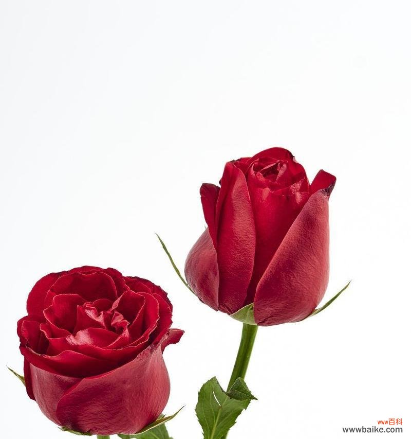 两朵红玫瑰的寓意是什么?