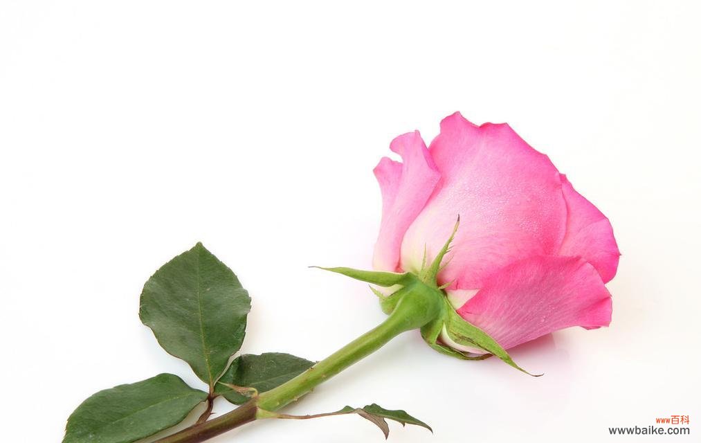 花开如意，爱的告白 一朵粉玫瑰的寓意