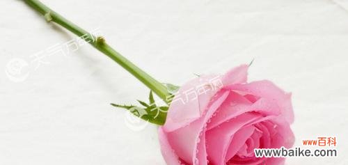 花开如意，爱的告白 一朵粉玫瑰的寓意