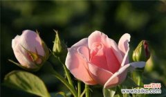 揭示玫瑰花色的吉祥寓意 彩色玫瑰花语