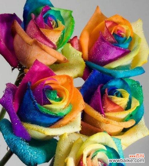 解读不同颜色玫瑰所代表的含义 各色玫瑰的花语