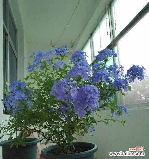 探寻蓝雪花的意义与象征 蓝雪花的花语