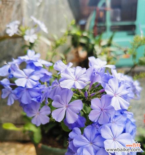 探寻蓝雪花的意义与象征 蓝雪花的花语