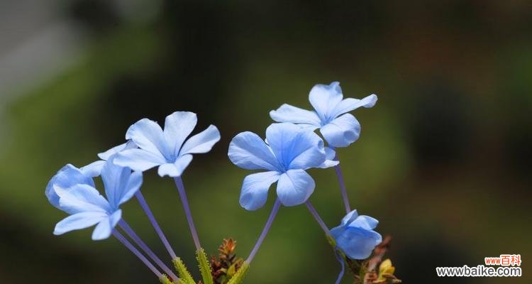 探寻蓝雪花的意义与象征 蓝雪花的花语
