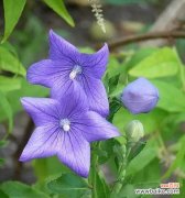 以百合花为代表的家人之花的象征意义 家人之花的花语