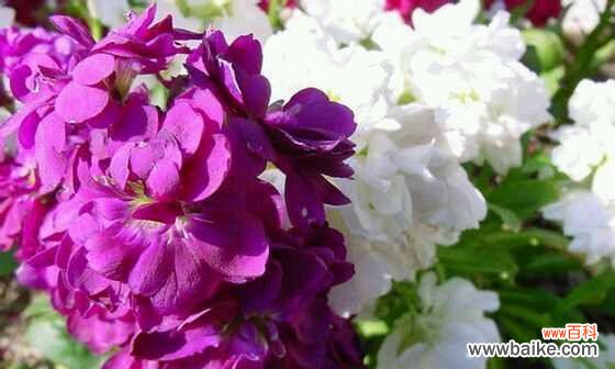 坚持不懈的爱——百合花的花语 以百合花的花语为主题的文章