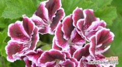 深夜的芬芳 解脱的花语——茉莉花