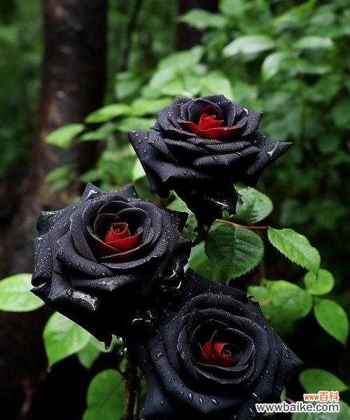 黑红玫瑰对女生有什么特别寓意？