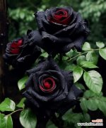 黑红玫瑰对女生有什么特别寓意？