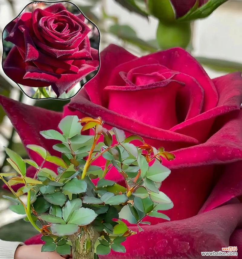 黑红玫瑰对女生有什么特别寓意？