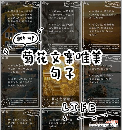 如何用50字左右写菊花介绍？句子怎么写才好？