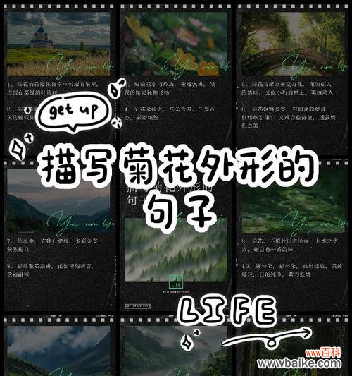 如何用50字左右写菊花介绍？句子怎么写才好？