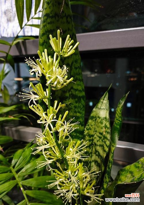 217朵玫瑰花代表什么含义？正确的读法是什么？