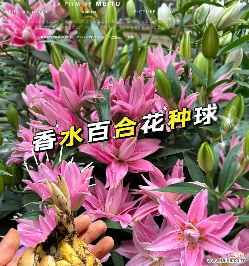百合花与玫瑰花混搭的花语是什么？如何解读这一组合？