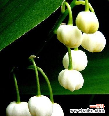 探究花语的来源与文化内涵 铃兰花语与寓意