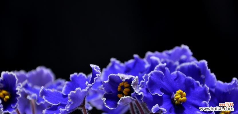 解读紫罗兰的花语,传递真挚情感 紫罗兰花语图片大全