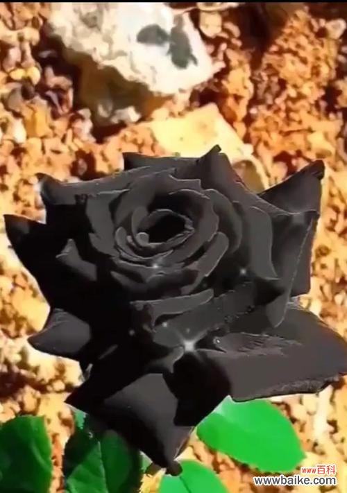 解读黑玫瑰花语的含义，教你如何选送花礼 黑玫瑰花语