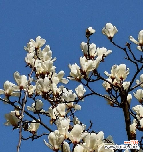 探寻玉兰花的深刻内涵 玉兰花的象征意义