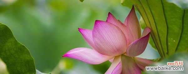 探秘荷花的意义及其传统文化内涵 荷花花语