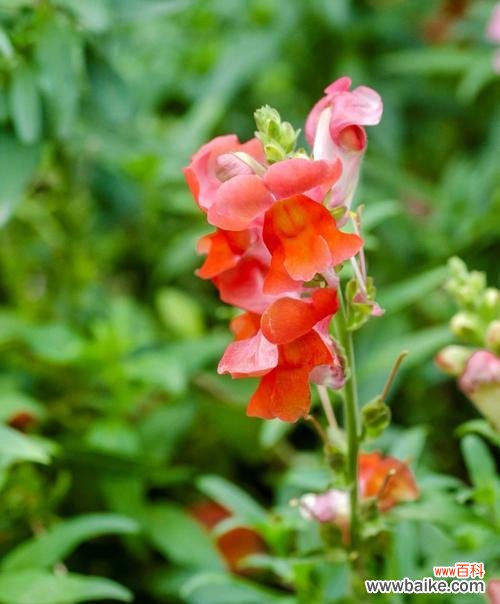探究金鱼草的花语与象征意义，解读其独特魅力 金鱼草花语大揭秘
